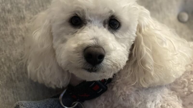 Digger Dog's Pet Grooming - Bristol, PA