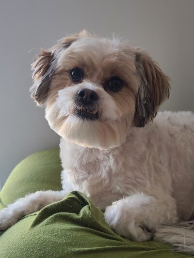 Digger Dog's Pet Grooming - Bristol, PA