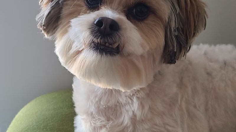 Digger Dog's Pet Grooming - Bristol, PA