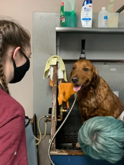 Digger Dog's Pet Grooming - Bristol, PA