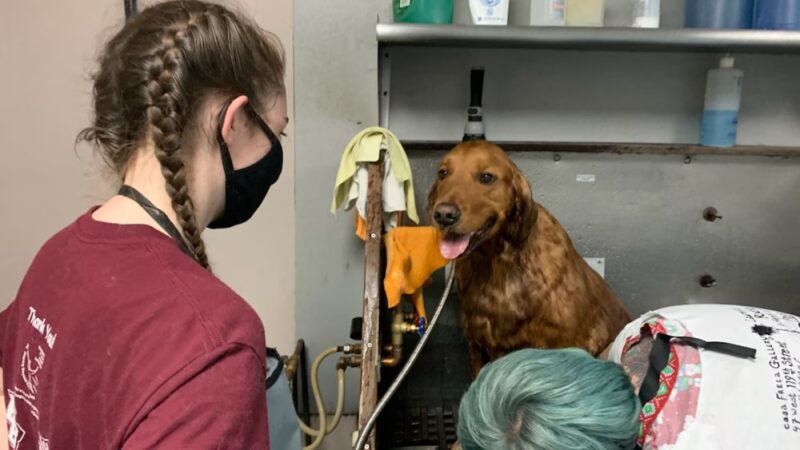 Digger Dog's Pet Grooming - Bristol, PA