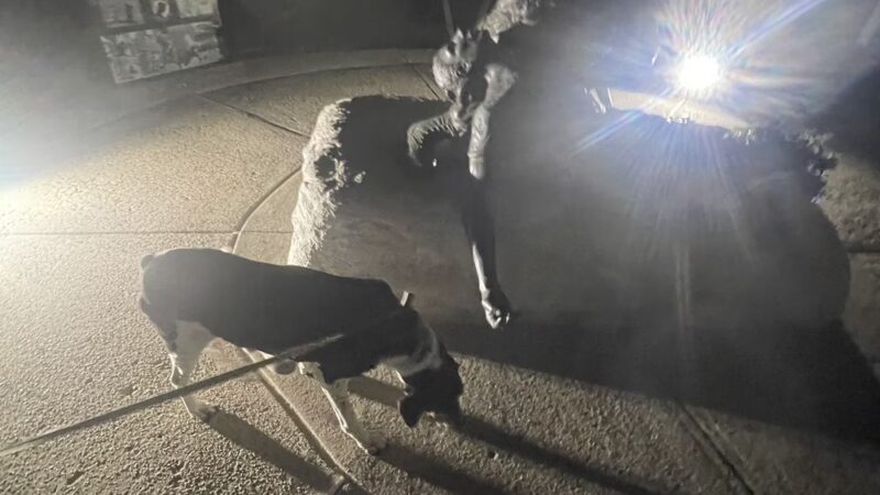 Pennsylvania War Dog Memorial - Bristol, PA