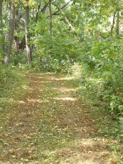 Bristol Woods County Park - Bristol, WI