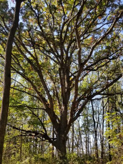 Bristol Woods County Park - Bristol, WI