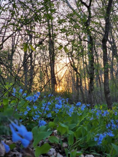 Braemar Nature Trail - Bristow, VA