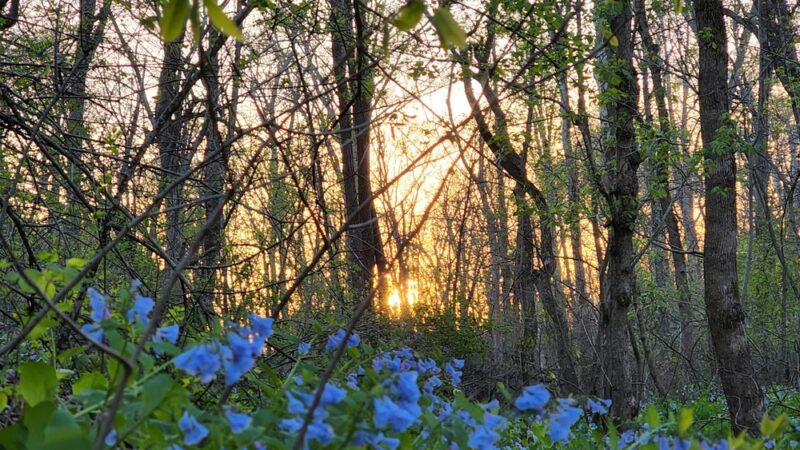 Braemar Nature Trail - Bristow, VA