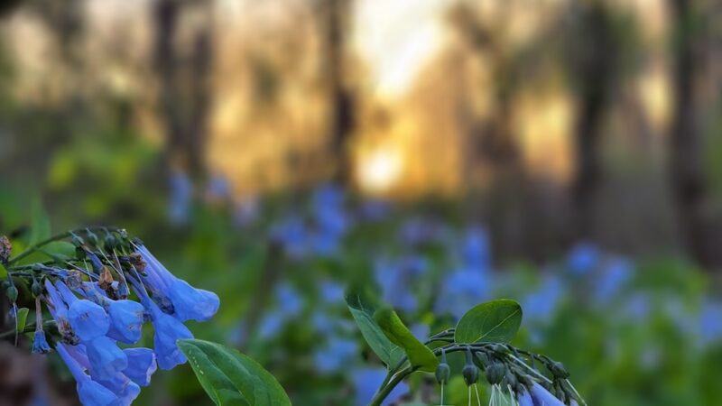 Braemar Nature Trail - Bristow, VA