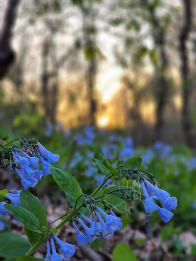 Braemar Nature Trail - Bristow, VA