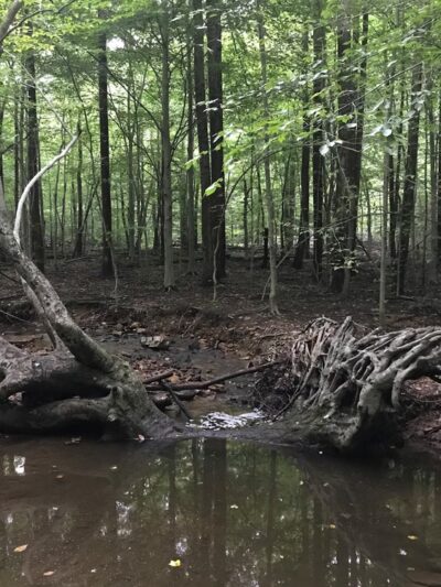 Bull Run Mountains Natural Area Preserve - Virginia Outdoors Foundation - Broad Run, VA
