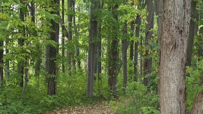 Northampton Park - Brockport, NY