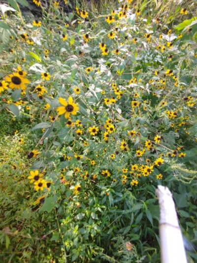 Brodhead Depot Park - Brodhead, KY