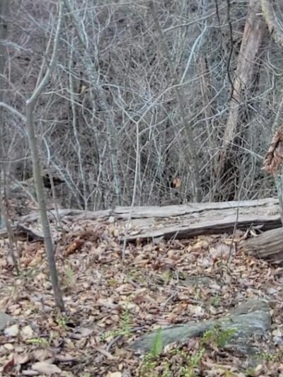 Apollo County Park, Brogue, PA - Brogue, PA