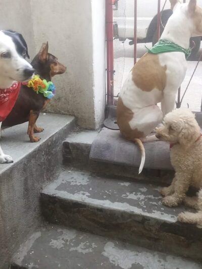 Animal Care Centers of NYC - Bronx - Bronx, NY