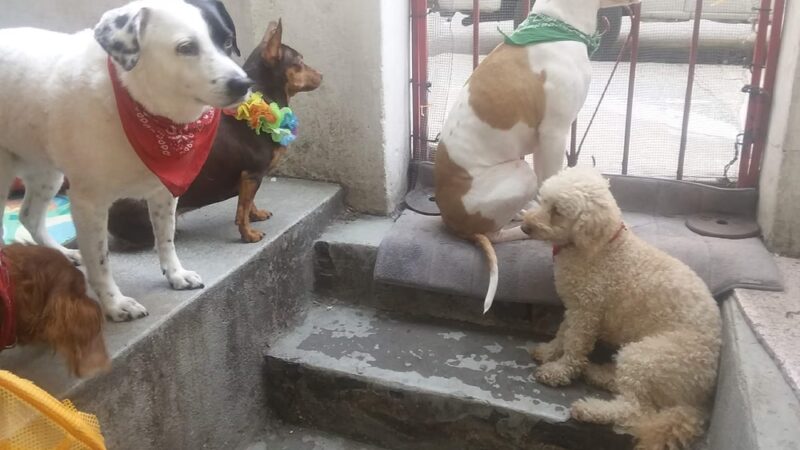 Animal Care Centers of NYC - Bronx - Bronx, NY