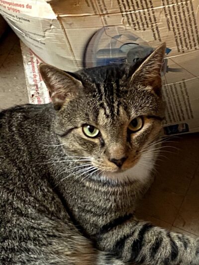 Animal Care Centers of NYC - Bronx - Bronx, NY