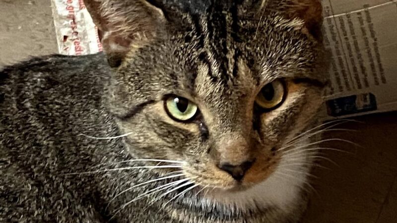 Animal Care Centers of NYC - Bronx - Bronx, NY
