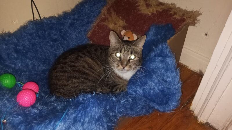 Animal Care Centers of NYC - Bronx - Bronx, NY