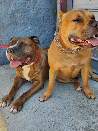 Animal Care Centers of NYC - Bronx - Bronx, NY