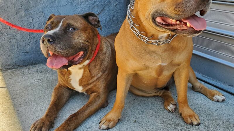 Animal Care Centers of NYC - Bronx - Bronx, NY
