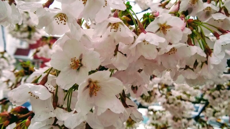 Co-op City Greenway - Bronx, NY