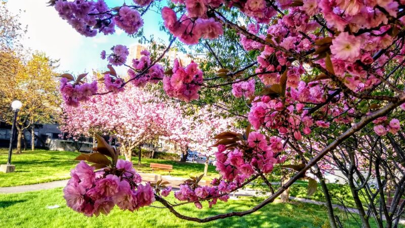 Co-op City Greenway - Bronx, NY
