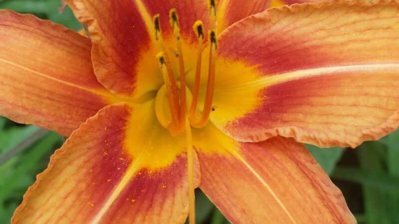 Co-op City Greenway - Bronx, NY