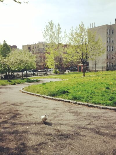 Grant Park - Bronx, NY