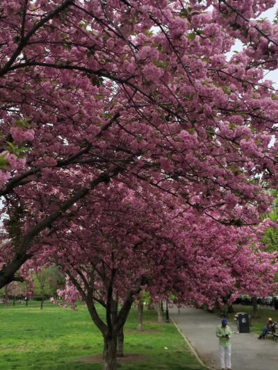 Joyce Kilmer Park - Bronx, NY
