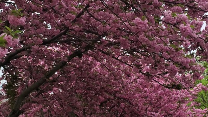 Joyce Kilmer Park - Bronx, NY