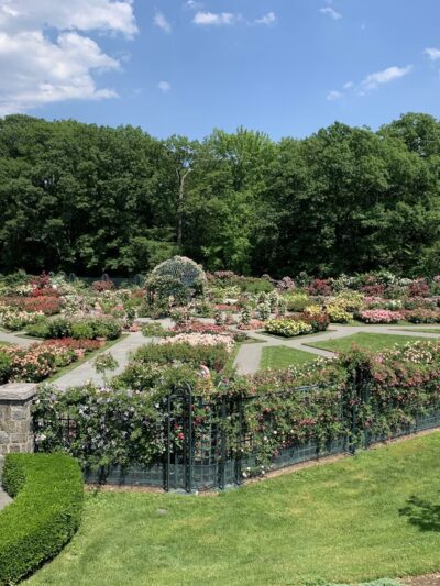 Peggy Rockefeller Rose Garden, NYBG - Bronx, NY