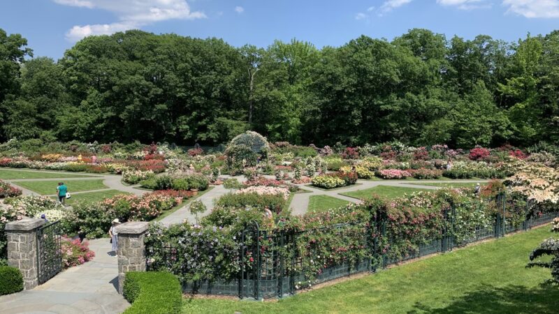 Peggy Rockefeller Rose Garden, NYBG - Bronx, NY