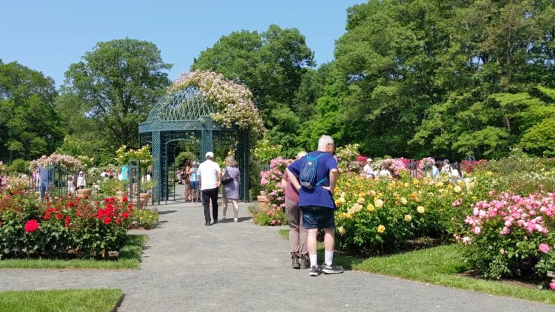 Peggy Rockefeller Rose Garden, NYBG - Bronx, NY