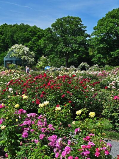 Peggy Rockefeller Rose Garden, NYBG - Bronx, NY