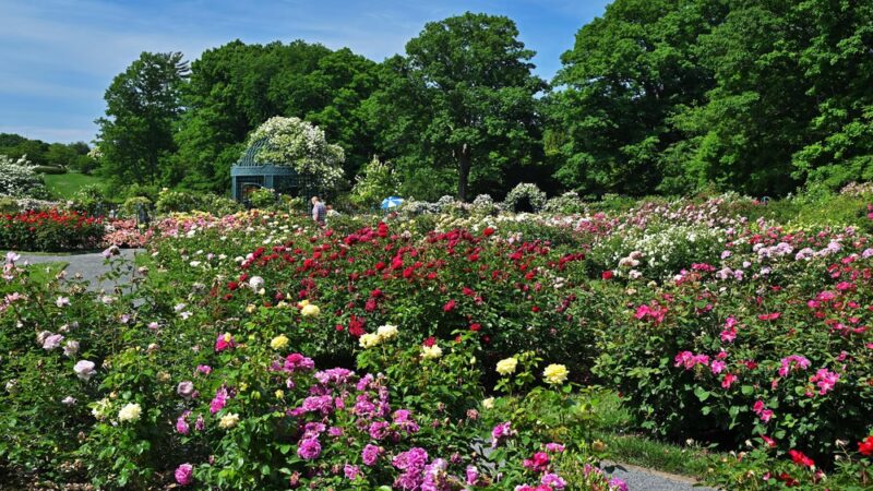 Peggy Rockefeller Rose Garden, NYBG - Bronx, NY