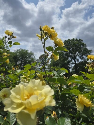 Peggy Rockefeller Rose Garden, NYBG - Bronx, NY