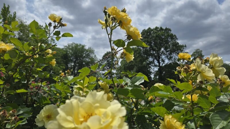 Peggy Rockefeller Rose Garden, NYBG - Bronx, NY