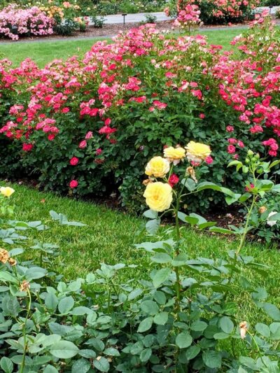 Peggy Rockefeller Rose Garden, NYBG - Bronx, NY