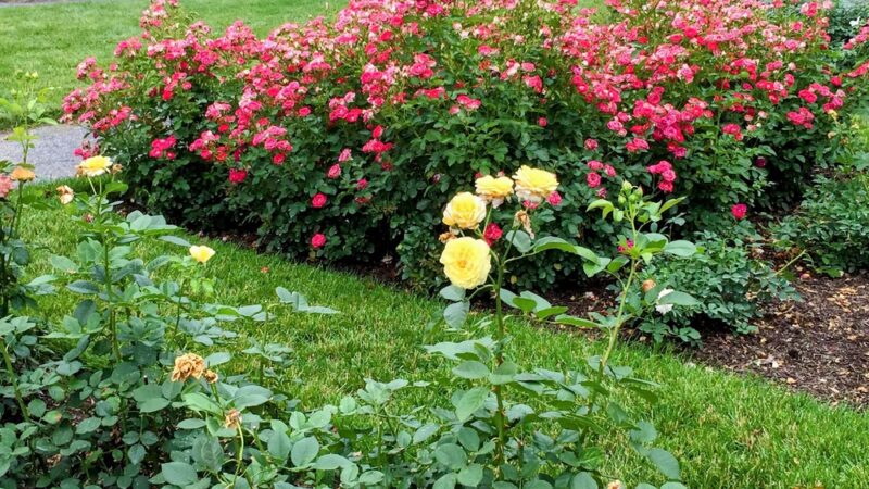 Peggy Rockefeller Rose Garden, NYBG - Bronx, NY