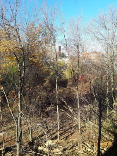 Givans Creek Woods - Bronx, NY