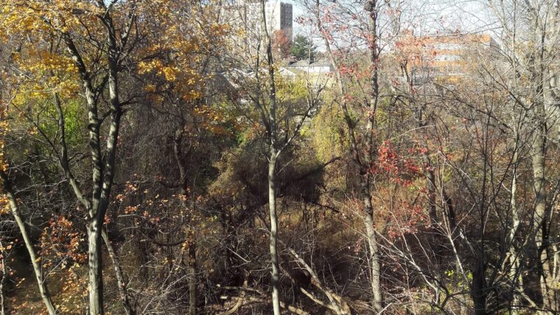 Givans Creek Woods - Bronx, NY