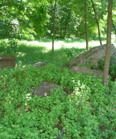 Givans Creek Woods - Bronx, NY