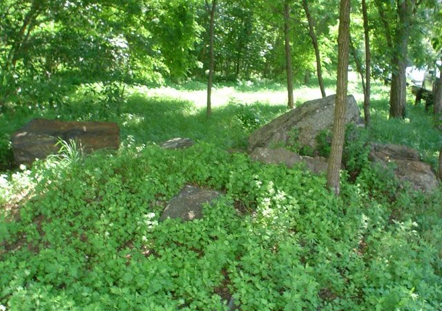 Givans Creek Woods - Bronx, NY