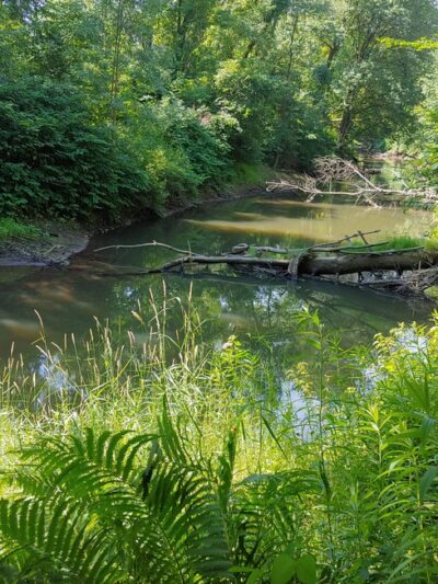 Givans Creek Woods - Bronx, NY