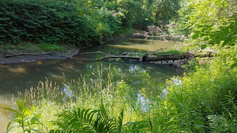 Givans Creek Woods - Bronx, NY