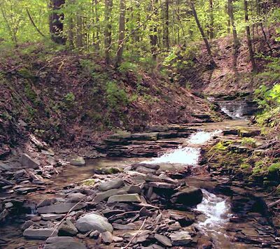 Givans Creek Woods - Bronx, NY