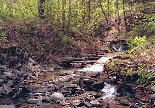 Givans Creek Woods - Bronx, NY