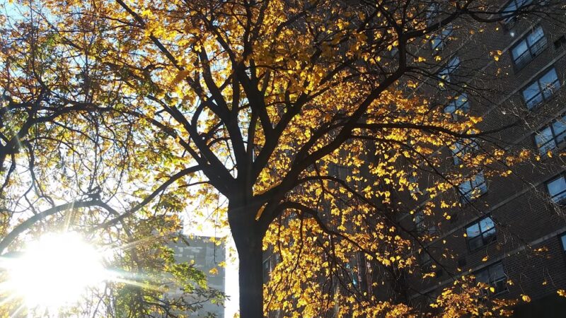 Railroad Park - Bronx, NY