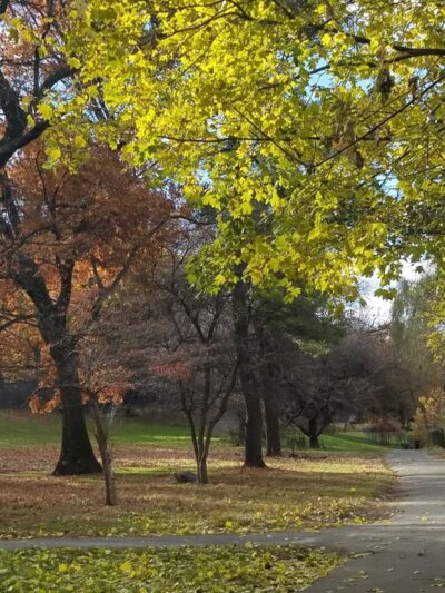 Shoelace Park - Bronx, NY