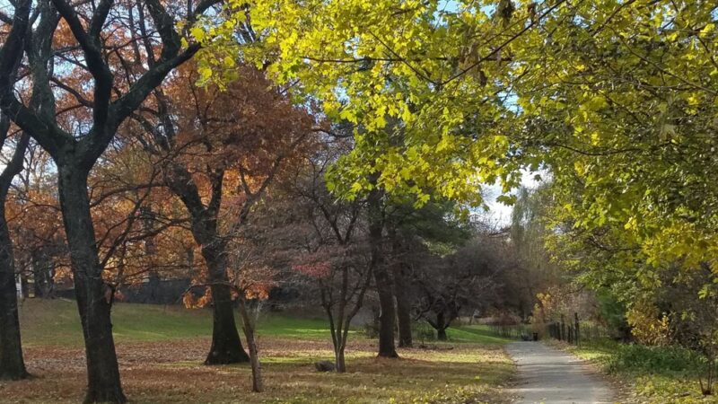 Shoelace Park - Bronx, NY