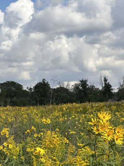 Brookfield Woods - Brookfield, IL